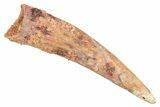 Curved Fossil Pterosaur (Siroccopteryx) Tooth - Morocco #298537-1